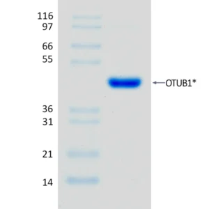 Active, Recombinant Human OTUB1*