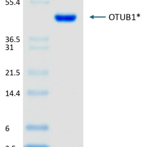 Active, Human, Recombinant OTUB1*