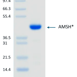 Active, Human, Recombinant AMSH*