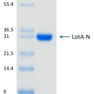 Active, Legionella pneumophila, Recombinant LotA-N