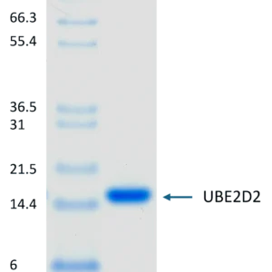 Active, Human, Recombinant UBE2D2