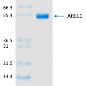 Active, Human, Recombinant AREL1