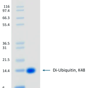 Recombinant Human K48-linked Di-ubiquitin