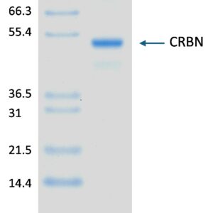 2 μg DDB1/CRBN run on 4-12% SDS-PAGE gel under reducing conditions