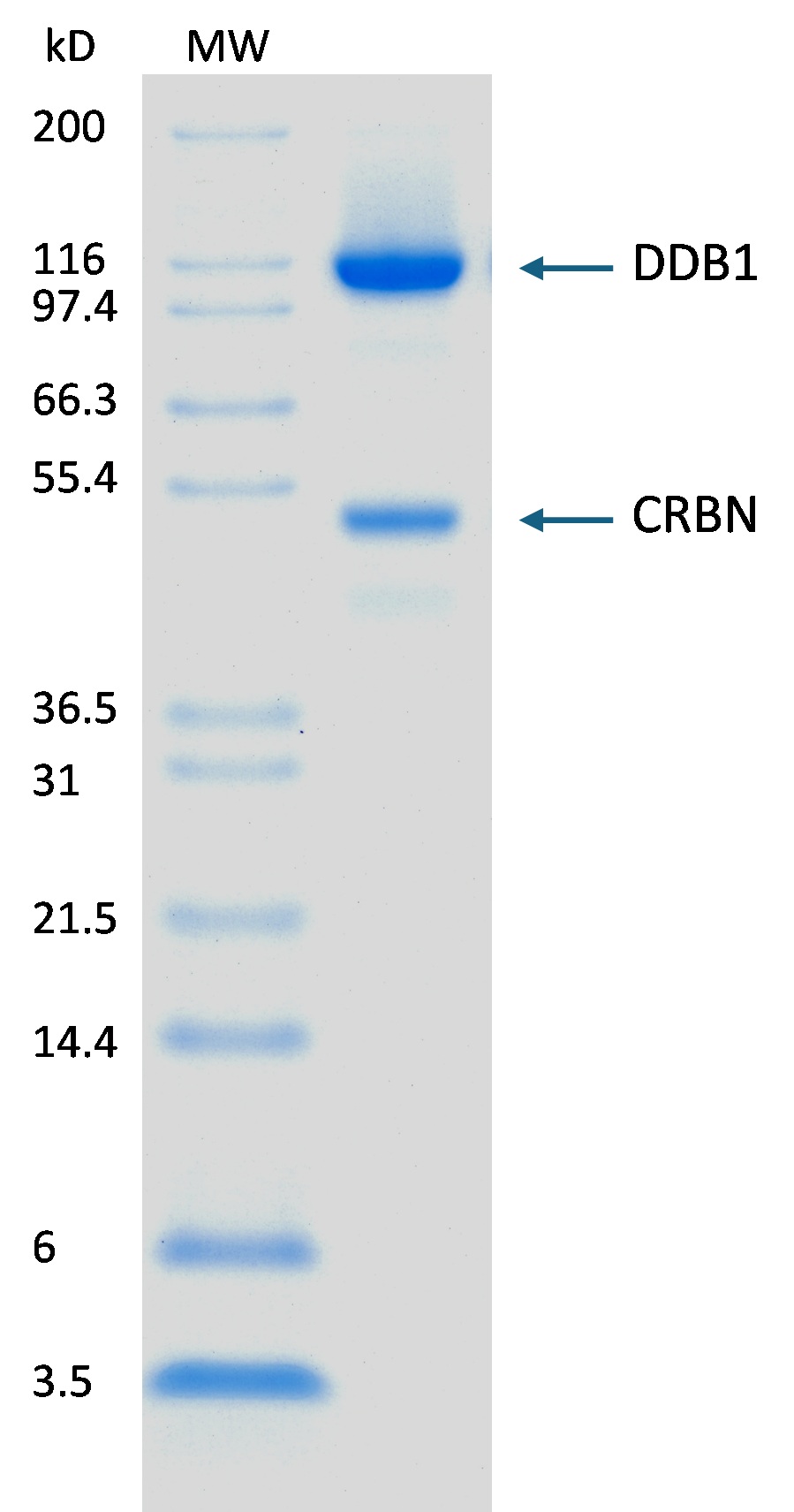2 μg DDB1/CRBN run on 4-12% SDS-PAGE gel under reducing conditions
