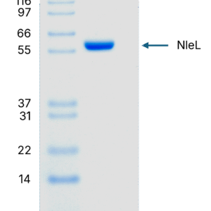 2 μg NleL run on 4-12% SDS-PAGE gel