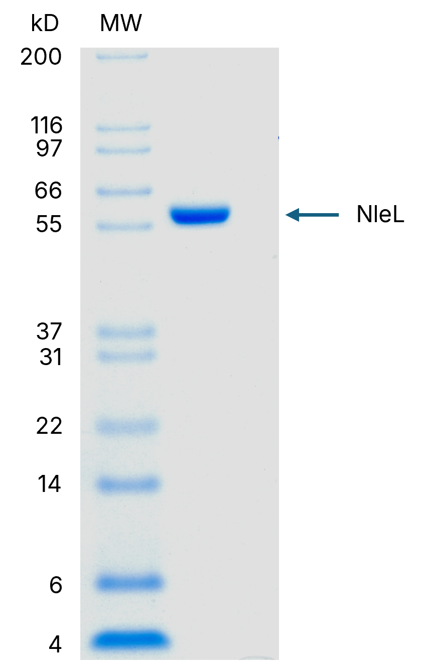 2 μg NleL run on 4-12% SDS-PAGE gel