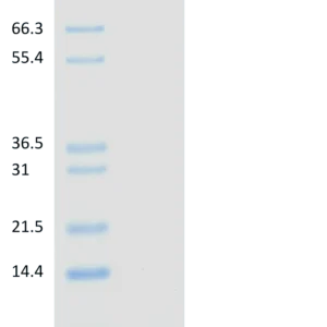 Recombinant Ubiquitin