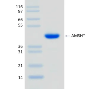 Active, Recombinant Human AMSH*