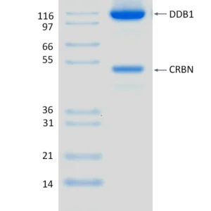 Active, Recombinant Human CRBN / DDB1 Complex