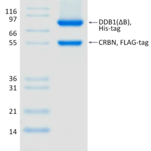 Active, Recombinant Human CRBN / DDB1(ΔB) Complex