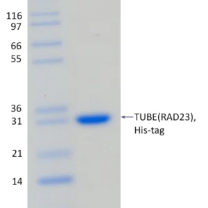 Recombinant TUBE (RAD23)