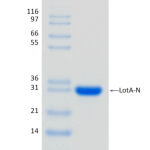 Active, Recombinant Legionella pneumophila LotA-N