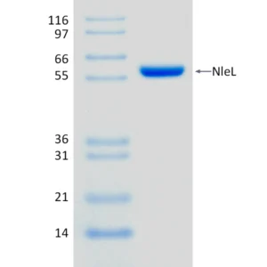 Active, Recombinant Escherichia coli O157:H7 NleL