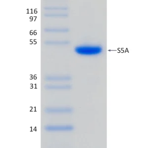 Recombinant Human S5A