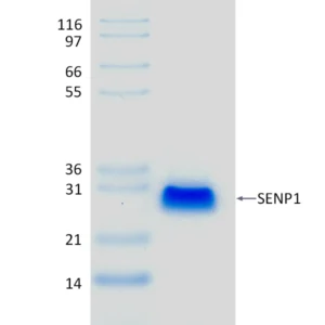 Active, Recombinant Human SENP1 (411-644)