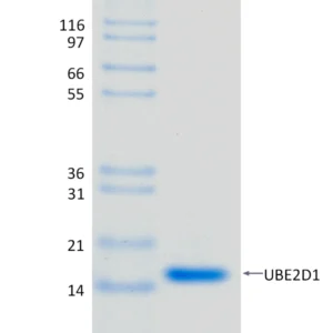 Active, Recombinant Human UBE2D1