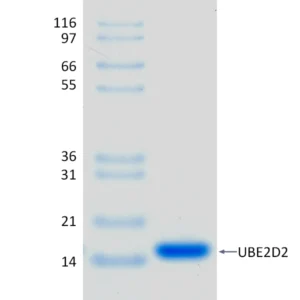 Active, Recombinant Human UBE2D2