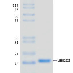 Active, Recombinant Human UBE2D3