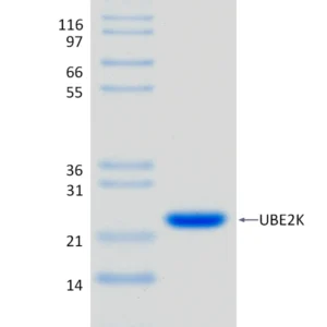 Active, Recombinant Human UBE2K