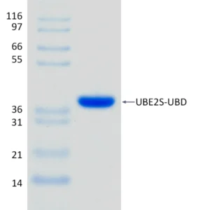Active, Recombinant Human UBE2S-UBD