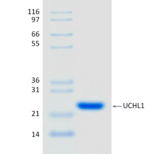 Active, Recombinant Human UCHL1