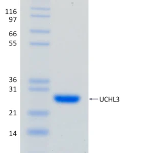 Active, Recombinant Human UCHL3