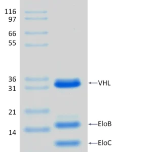 Active, Recombinant Human VHL / ELOB / ELOC Complex