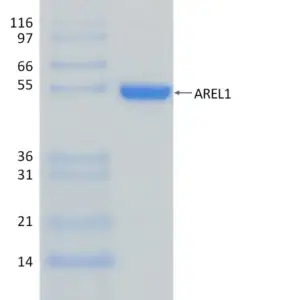 Active, Recombinant Human AREL1 (436-823)