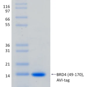 Active, Recombinant Human BRD4 Bromodomain 1 (49-170)
