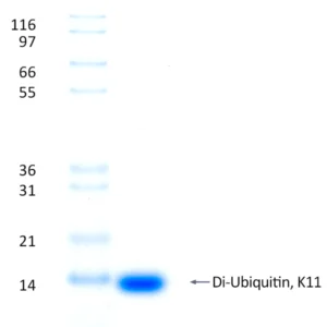 Recombinant Human K11-linked Di-Ubiquitin