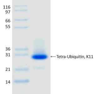 Recombinant Human K11-linked Tetra-Ubiquitin