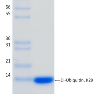 Recombinant Human K29-linked Di-Ubiquitin