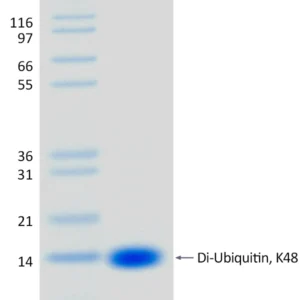 Recombinant Human K48-linked Di-Ubiquitin