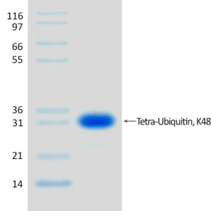 Recombinant Human K48-linked Tetra-Ubiquitin