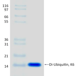 Recombinant Human K6-linked Di-Ubiquitin