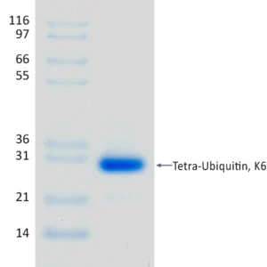 Recombinant Human K6-linked Tetra-Ubiquitin