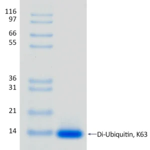 Recombinant Human K63-linked Di-Ubiquitin