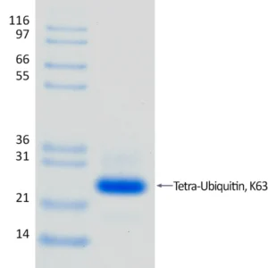 Recombinant Human K63-linked Tetra-Ubiquitin