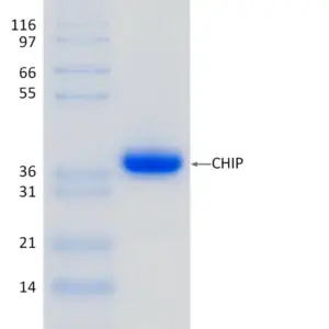 Active, Recombinant Human CHIP