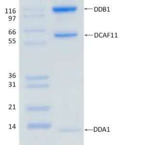 Active, Recombinant Human DCAF11 / DDB1 / DDA1 Complex