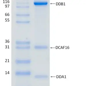 Active, Recombinant Human DCAF16 / DDB1 / DDA1 Complex