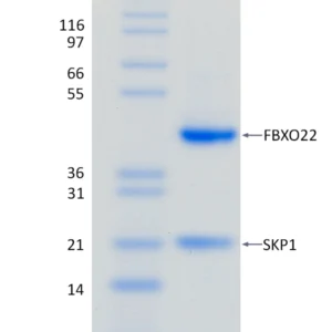 Active, Recombinant Human FBXO22 / SKP1 Complex