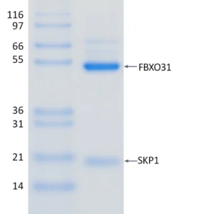 Active, Recombinant Human FBXO31 / SKP1 Complex