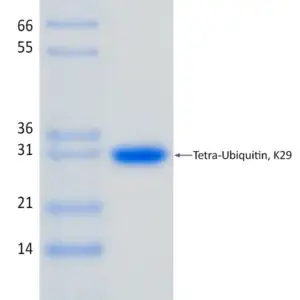 Recombinant Human K29-linked Tetra-Ubiquitin