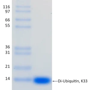 Recombinant Human K33-linked Di-Ubiquitin