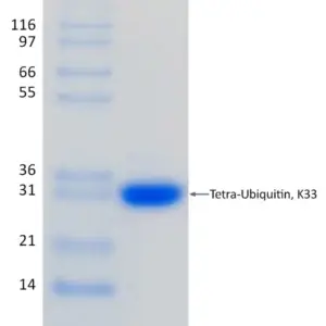 Recombinant Human K33-linked Tetra-Ubiquitin