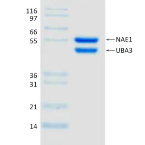 Active, Recombinant Human NAE1 / UBA3 Complex