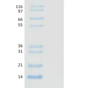 Recombinant Human NEDD8