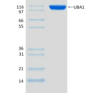 Active, Recombinant Human UBA1